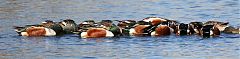 Northern Shoveler